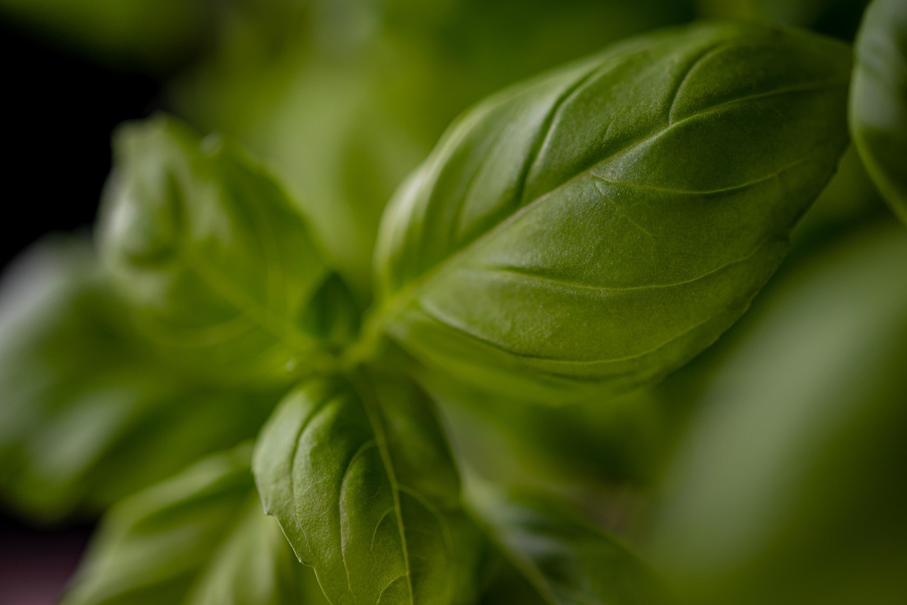 Le vrai pesto genovese : la recette maison